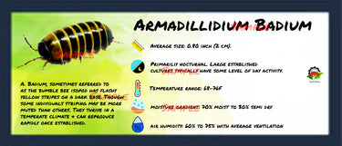 Armadillidium Badium Isopod Bin Label